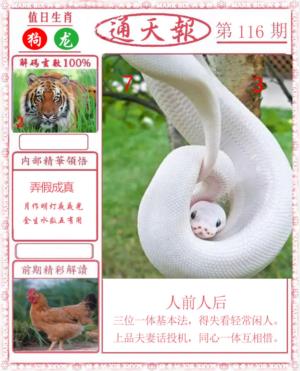 正版通天报