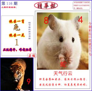 新精华报报