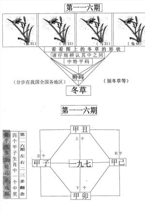 每期一花草